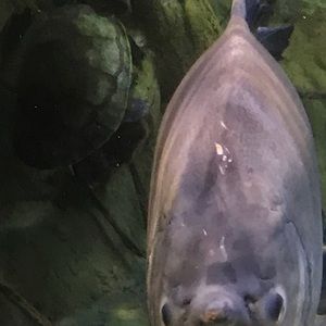 Meet your Posher, Wesley